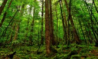 世界杯决赛二手票标价近230万美元，8年涨近10倍，世界杯决赛票价多少